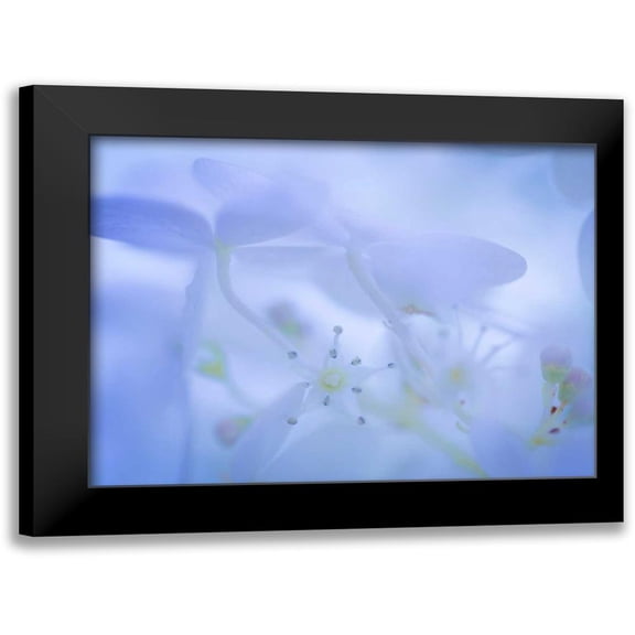 Mahan, Kathy 18x15 Black Modern Framed Museum Art Print Titled - Lime Light Hydrangea I