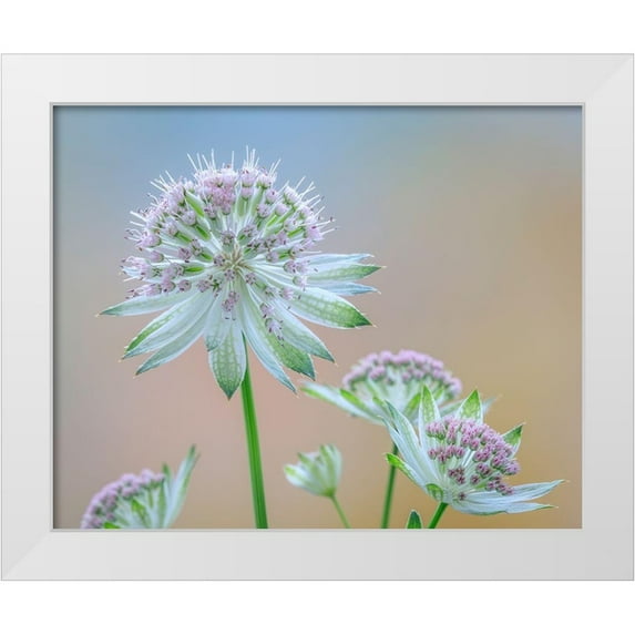 Mahan, Kathy 18x15 White Modern Wood Framed Museum Art Print Titled - Astrantia Blossoms II
