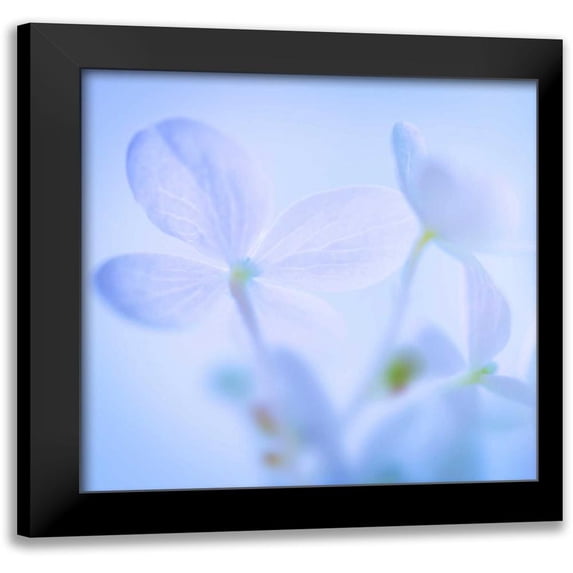 Mahan, Kathy 20x20 Black Modern Framed Museum Art Print Titled - Hydrangea Blossoms I