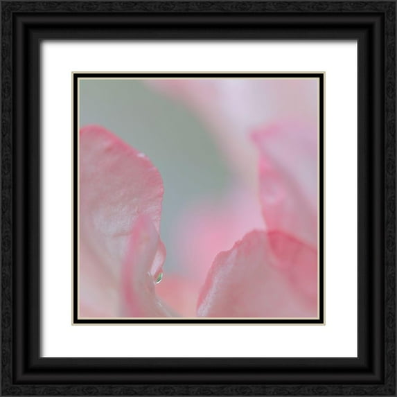 Mahan, Kathy 20x20 Black Ornate Wood Framed with Double Matting Museum Art Print Titled - Rhododendron Blossom I