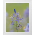 thumbnail image 1 of Mahan, Kathy 20x24 White Modern Wood Framed Museum Art Print Titled - Camas Blossoms, 1 of 4