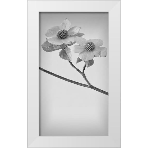 Mahan, Kathy 20x32 White Modern Wood Framed Museum Art Print Titled - Pacific Dogwood Blossoms I