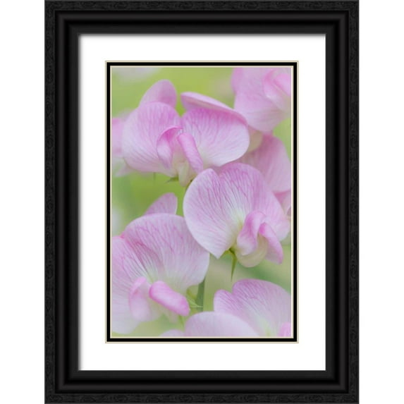 Mahan, Kathy 23x32 Black Ornate Wood Framed with Double Matting Museum Art Print Titled - Sweet Pea Blossoms III