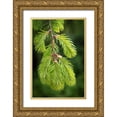 thumbnail image 1 of Mahan, Kathy 23x32 Gold Ornate Wood Framed with Double Matting Museum Art Print Titled - Douglas Fir Growth I, 1 of 4