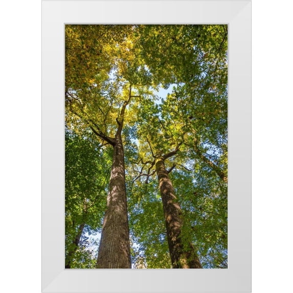 Mahan, Kathy 23x32 White Modern Wood Framed Museum Art Print Titled - Tulip-Poplar Tree II