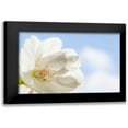 thumbnail image 1 of Mahan, Kathy 24x17 Black Modern Framed Museum Art Print Titled - Cherry Blossoms I, 1 of 5