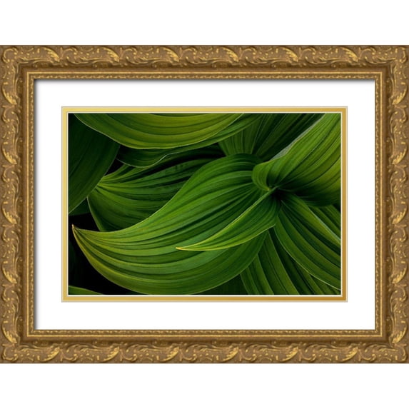 Mahan, Kathy 24x17 Gold Ornate Wood Framed with Double Matting Museum Art Print Titled - False Hellebore II