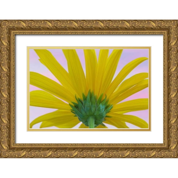 Mahan, Kathy 24x17 Gold Ornate Wood Framed with Double Matting Museum Art Print Titled - Sunflower Macro II