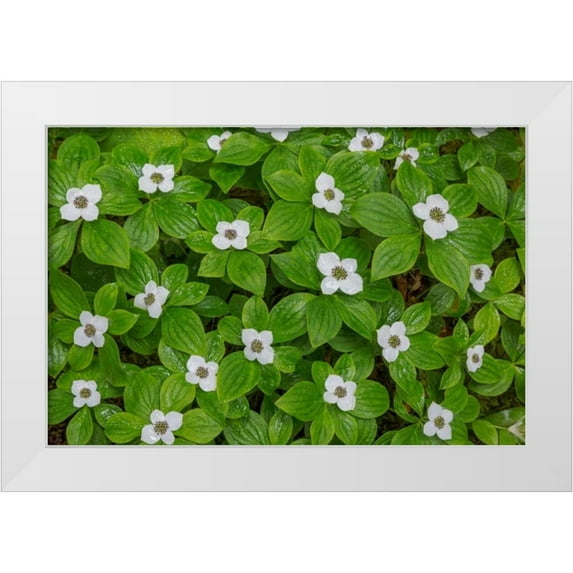 Mahan, Kathy 24x17 White Modern Wood Framed Museum Art Print Titled - Bunchberry