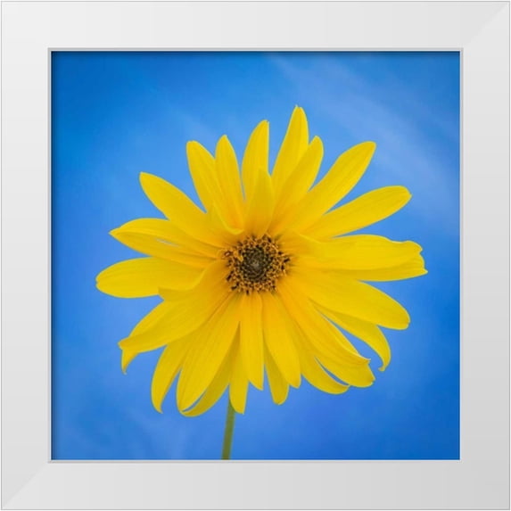 Mahan, Kathy 26x26 White Modern Wood Framed Museum Art Print Titled - Sunflower on Blue II
