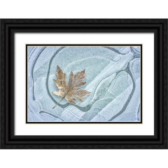 Mahan, Kathy 32x23 Black Ornate Wood Framed with Double Matting Museum Art Print Titled - Frosty Leaf on Ice I