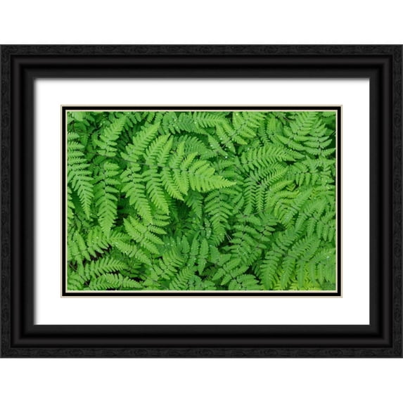 Mahan, Kathy 32x23 Black Ornate Wood Framed with Double Matting Museum Art Print Titled - Oak Fern