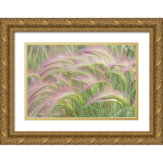 Mahan, Kathy 32x23 Gold Ornate Wood Framed with Double Matting Museum Art Print Titled - Foxtail Barley I