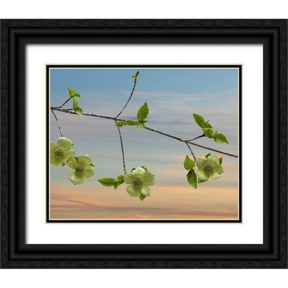 Mahan, Kathy 32x26 Black Ornate Wood Framed with Double Matting Museum Art Print Titled - Dogwood at Sunset I