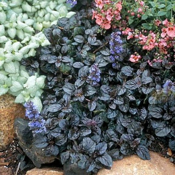 Mahogany Ajuga - Carpet Bugle - 1 3/4" Pots - 48 Plants