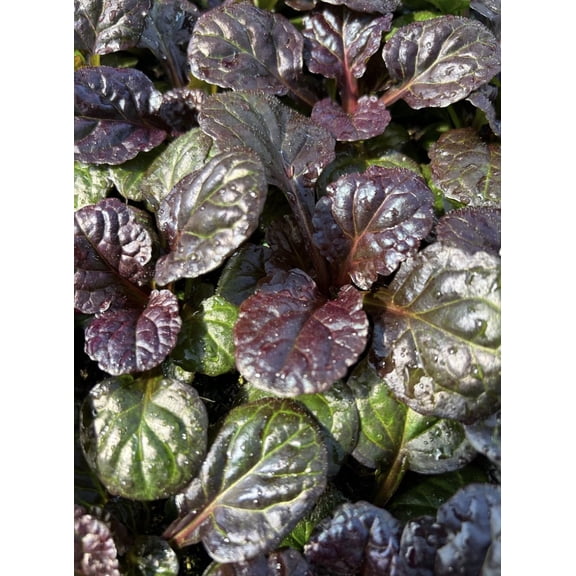 Mahogany Ajuga Live Plant 3.5 pot