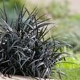 thumbnail image 1 of Mai men dong Chinese Herb Plant - Ophiopogon - 2" Pot - Indoors or Out, 1 of 4