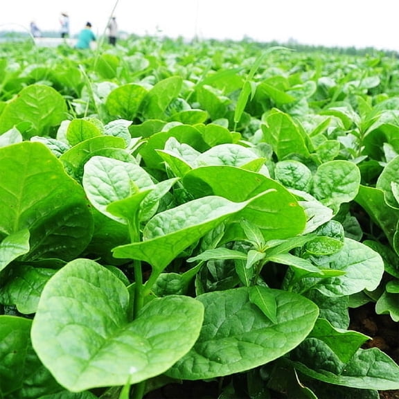 200 Green Malabar Spinach Plant Seeds, Non-GMO, warm-season, heirloom by Mai's Family