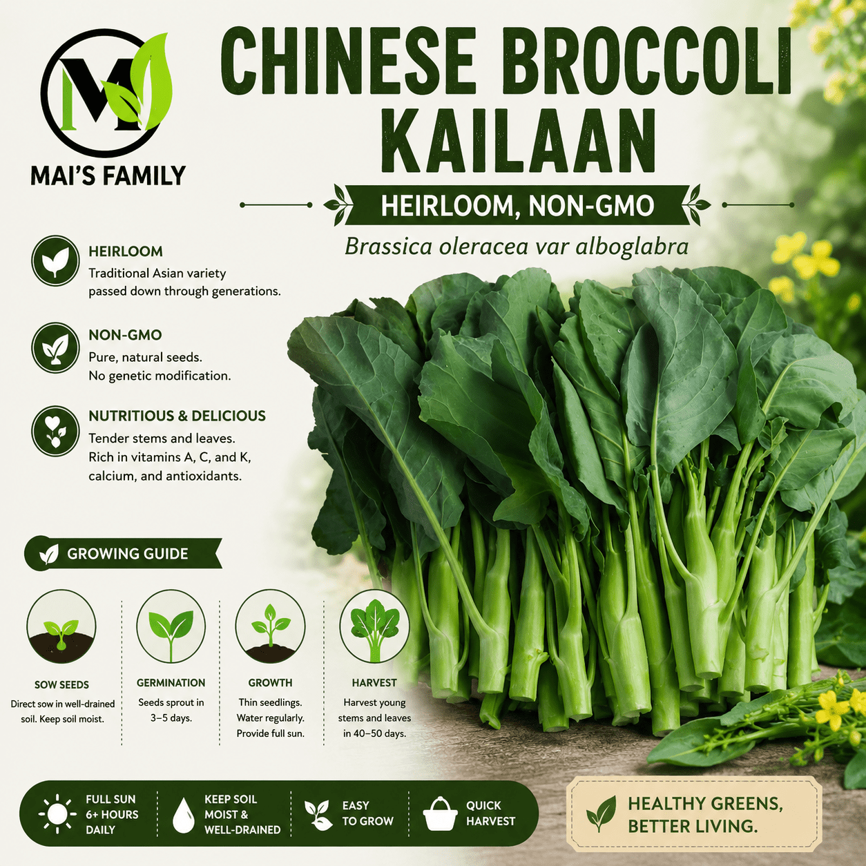 Mai's Family Chinese Broccoli Seeds, Gai Lan Kai Lan, Heirloom Non GMO,  2000 Count - Walmart.com