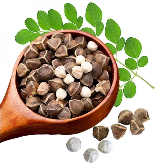 [Mai's Family] 30 Organic Moringa Oleifera Drumstick Seeds, Non-GMO, for Sprouting, Planting, and Cooking (Chm Ngy,