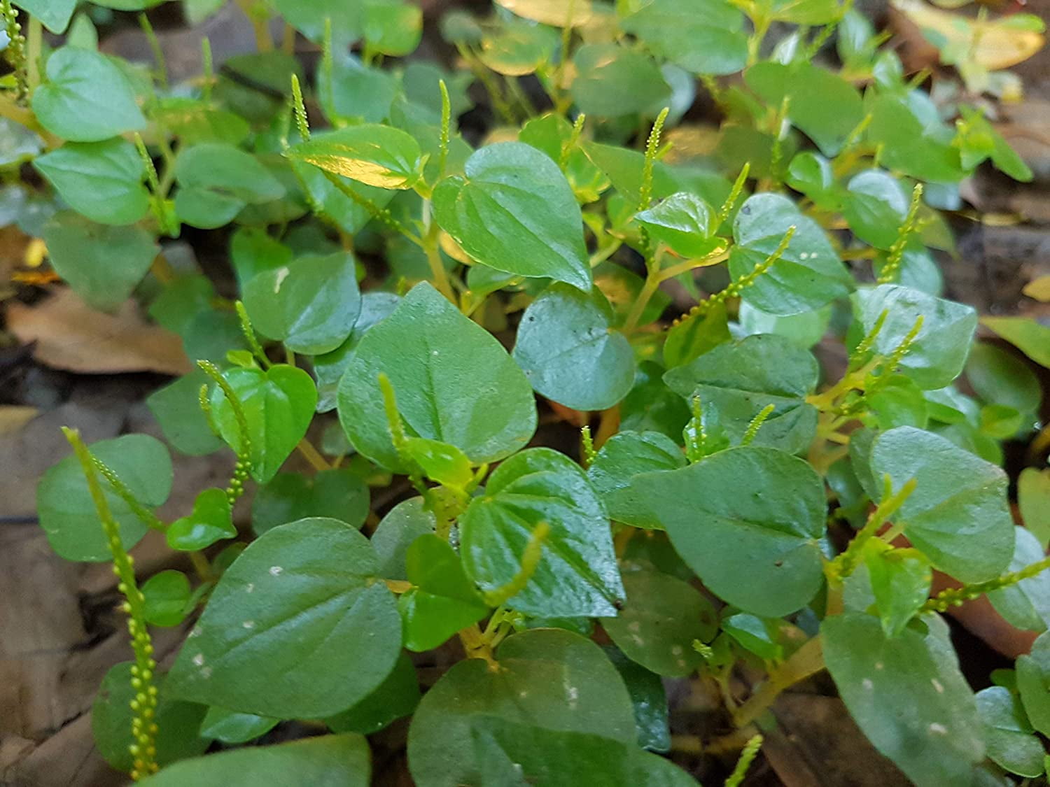 Mai's Family] 5000 Seeds Crab Claw Herb Seeds, Rau Cang Cua, Pepper Elder  Shining Bush Plant Peperomia Pellucida Vegetable Seeds Organic Non-GMO -  Walmart.com