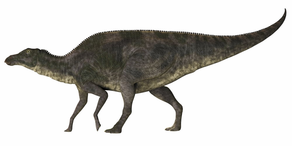 Maiasaura dinosaur Canvas Art - Corey FordStocktrek Images (20 x 10)