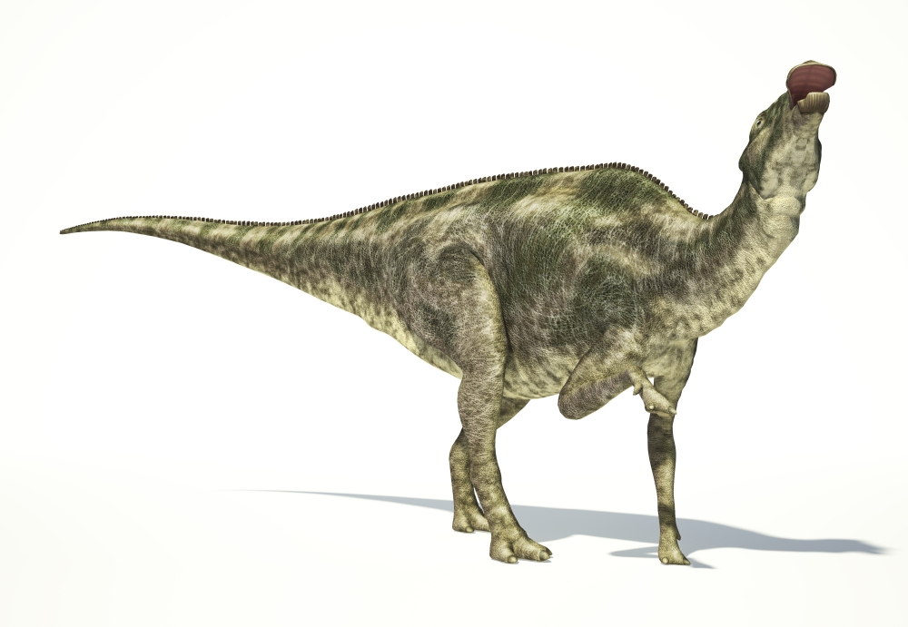 Maiasaura dinosaur on white background Canvas Art - Leonello CalvettiStocktrek Images (17 x 12)