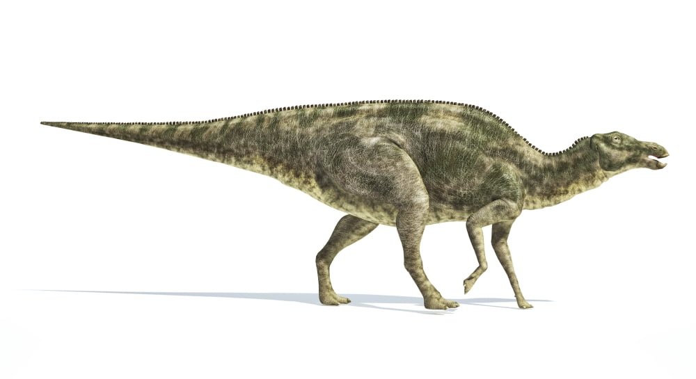 Maiasaura dinosaur on white background Canvas Art - Leonello CalvettiStocktrek Images (20 x 11)