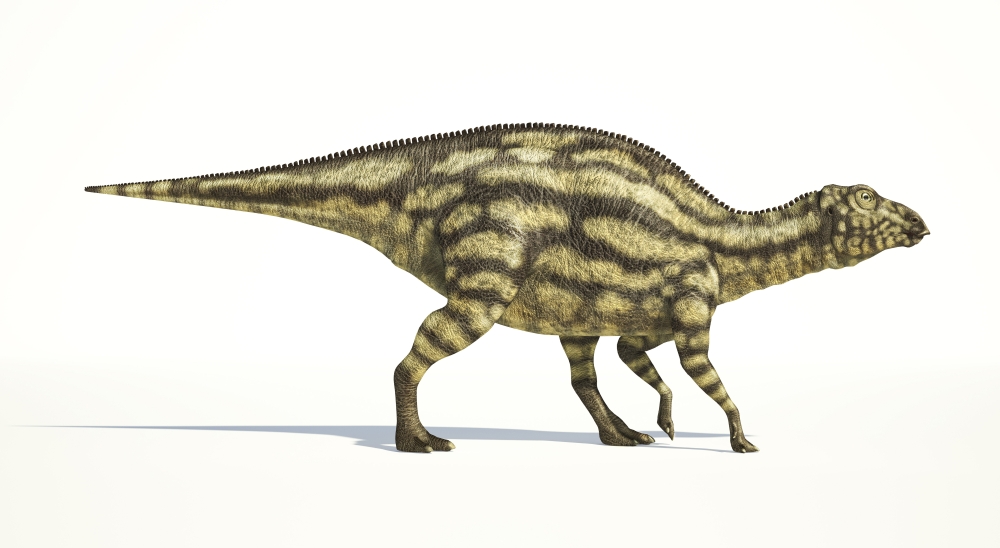 Maiasaura dinosaur on white background Canvas Art - Leonello CalvettiStocktrek Images (20 x 11)