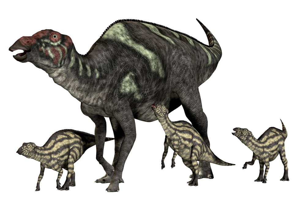 Maiasaura dinosaur with offspring Canvas Art - Corey FordStocktrek Images (18 x 12)