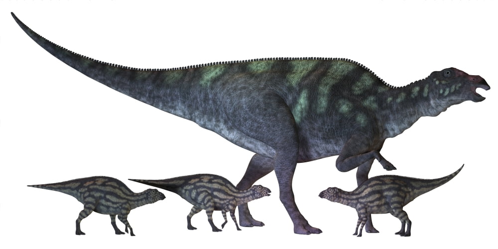 Maiasaura dinosaur with offspring Canvas Art - Corey FordStocktrek Images (40 x 20)