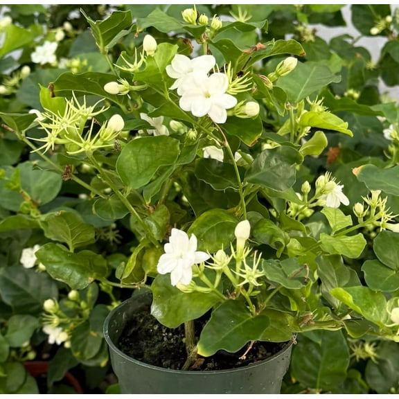Maid of Orleans Jasmine Live Plant in 4" pot - Jasminum Sambac - Sambac Jasmine - Arabian Jasmine - Fragrant Flowering Vine for Garden - Houseplant
