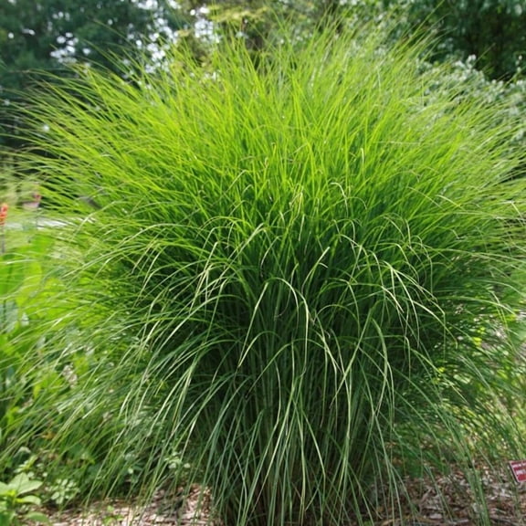 Maiden Grass - Miscanthus sinensis 'Gracillimus'