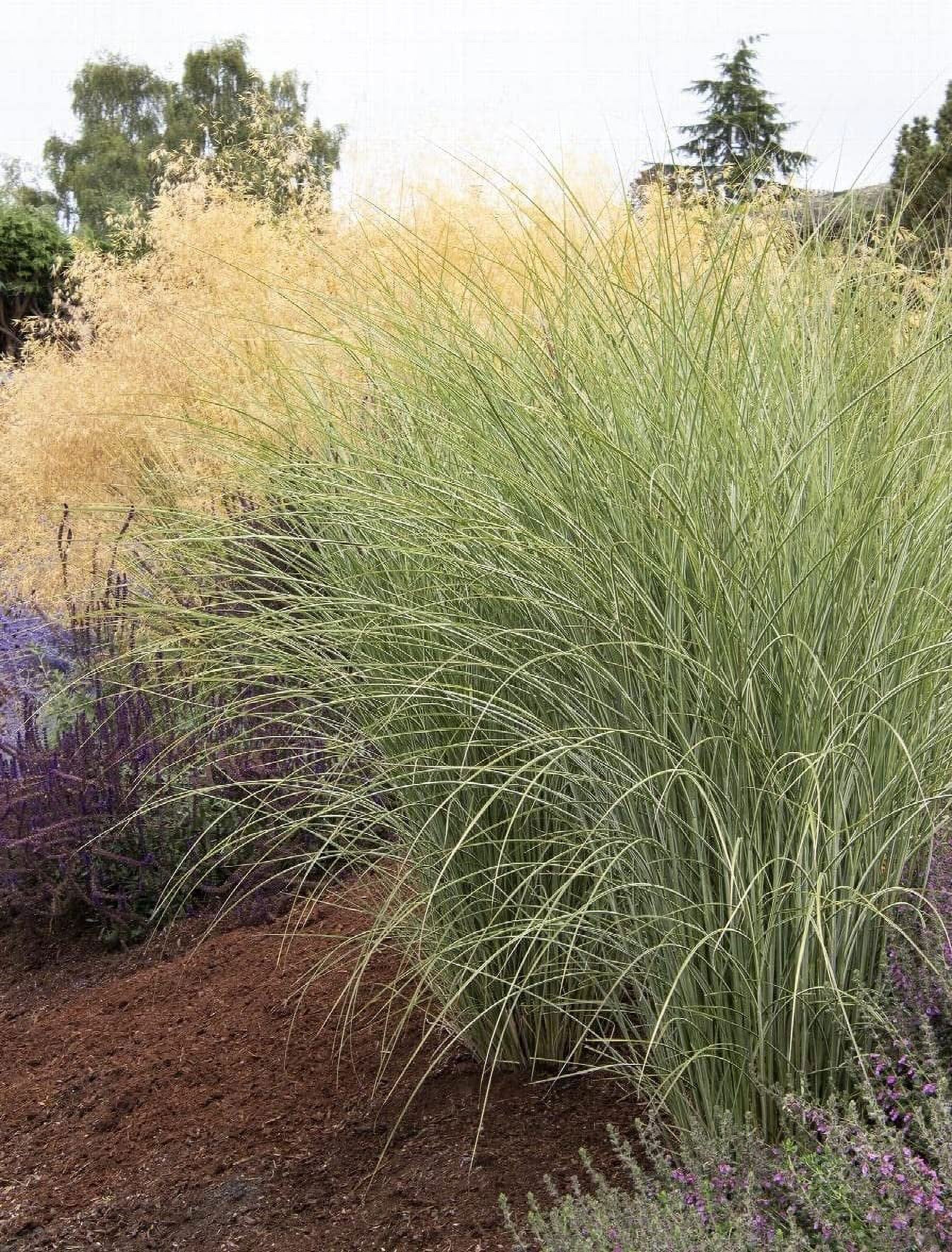Jester F1 Ornamental Millet 25 Seeds Pennisetum glaucum Decorative Millet Seed