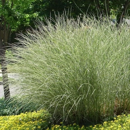 Maiden Grass Morning Light Plants 3 Live Seedlings Miscanthus Sinensis Perfect for Outdoor Landscaping Hardy & Elegant Lush Ornamental Grass