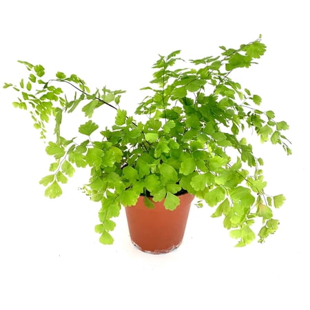 Maiden Hair Fern Adiantum Raddianum Live Houseplant, 4" Pot