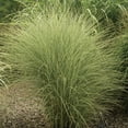 thumbnail image 1 of Maiden Miscanthus Ornamental Grass Dormant Bare Root Perennial Starter Plant Roots, 3 Plants per Offer, 1 of 4