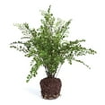 thumbnail image 1 of Maidenhair Drop-In 18" - Green, 1 of 3