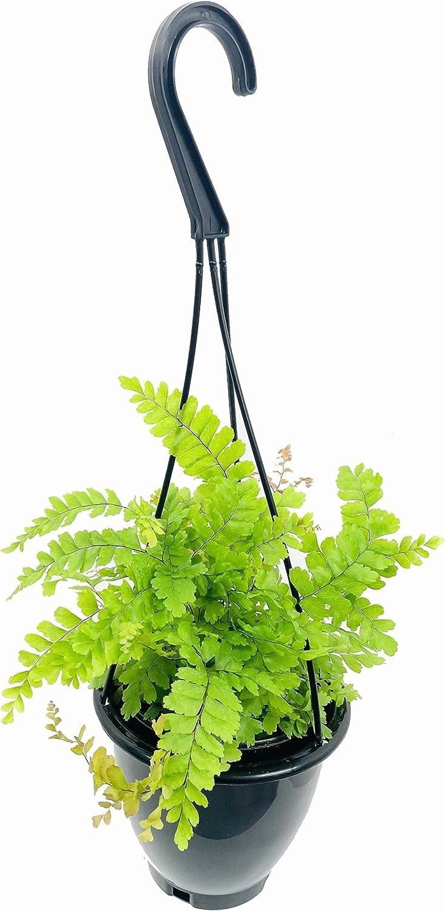 Maidenhair Fern Hanging Basket - Live Plant in a 4 Inch Hanging Pot - Rare and Exotic Ferns from Florida - Beautiful Clean Air Indoor Outdoor Ferns