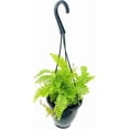 thumbnail image 1 of Maidenhair Fern Hanging Basket - Live Plant in a 4 Inch Hanging Pot - Rare and Exotic Ferns from Florida - Beautiful Clean Air Indoor Outdoor Ferns, 1 of 6