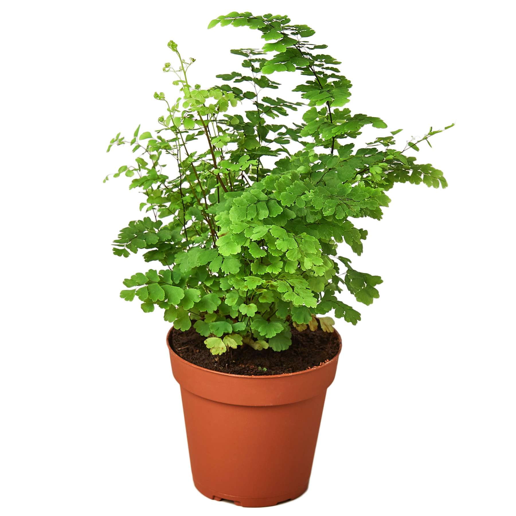 Maidenhair Fern Live Plant for Indoor | Different Houseplants in 4'' & 6'' Pot | Real House Plant for Living Room, Office, Desk & Bathroom | Black Southern | Venus Hair Fern