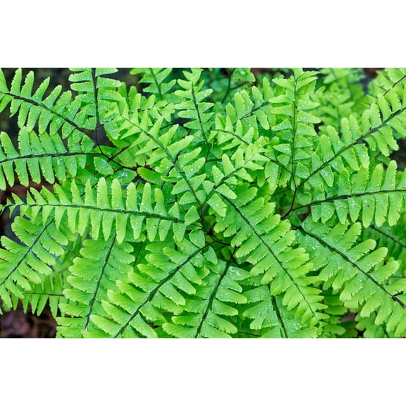 Maidenhair Fern Plants to Grow, Fresh Rootstock - Easy to Grow - Hardy Perennial Ferns (1 Plant)