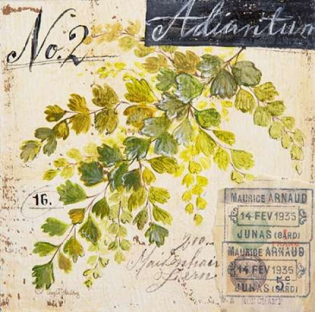 Maidenhair Fern-Sketchbook Canvas Art - Angela Staehling (24 x 24)