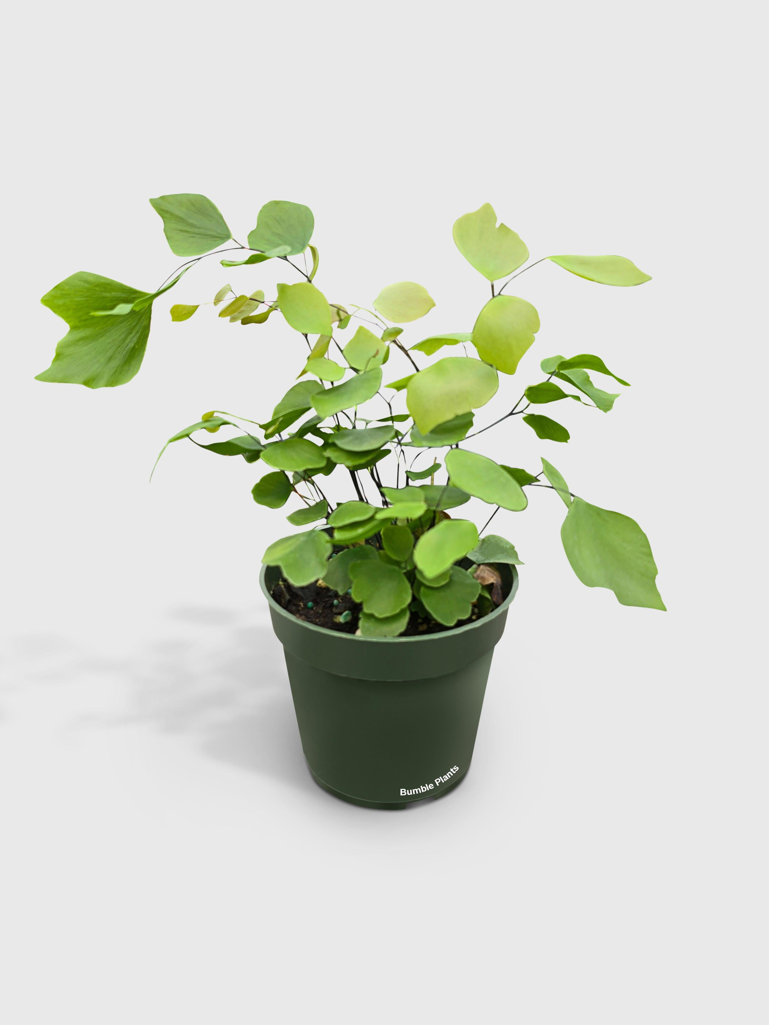 Maidenhair Silver Dollar Fern 'Adiantum Peruvianum' - Live Air-Purifying Indoor Plant in Nursery Pot – Easy Care, Low Maintenance Houseplant for Home & Office Decor, Natural Air Cleaner, Best for