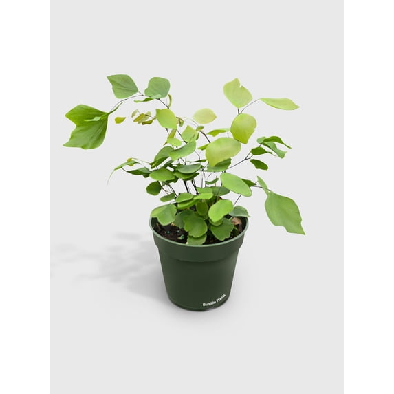 Maidenhair Silver Dollar Fern 'Adiantum Peruvianum' - Live Air-Purifying Indoor Plant in Nursery Pot – Easy Care, Low Maintenance Houseplant for Home & Office Decor, Natural Air Cleaner, Best for