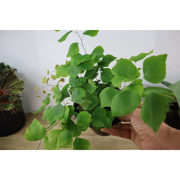 Maidenhair Silver Dollar Fern Plant Adiantum Peruvianum Houseplant 4"Pot