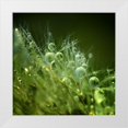 thumbnail image 1 of Maier, Norbert 20x20 White Modern Wood Framed Museum Art Print Titled - Morning Perls, 1 of 4