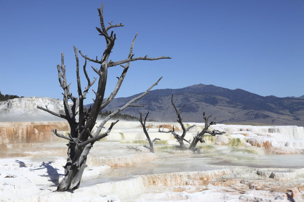 Main travertine sinter terrace Mammoth Springs geothermal area Yellowstone National Park Wyoming Canvas Art - Richard RoscoeStocktrek Images (35 x 23)