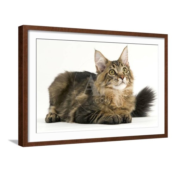 Maine Coon, Animals Framed Art Print Wall Art Sold by ArtCom