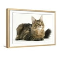 thumbnail image 1 of Maine Coon, Animals Framed Art Print Wall Art Sold by ArtCom, 1 of 5